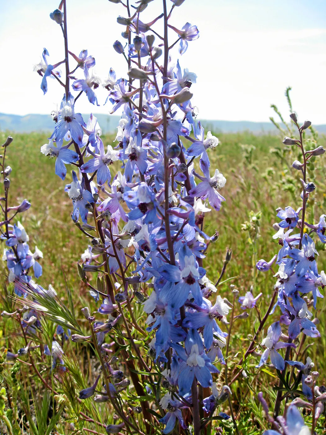 Delphinium, Carrizo Plain