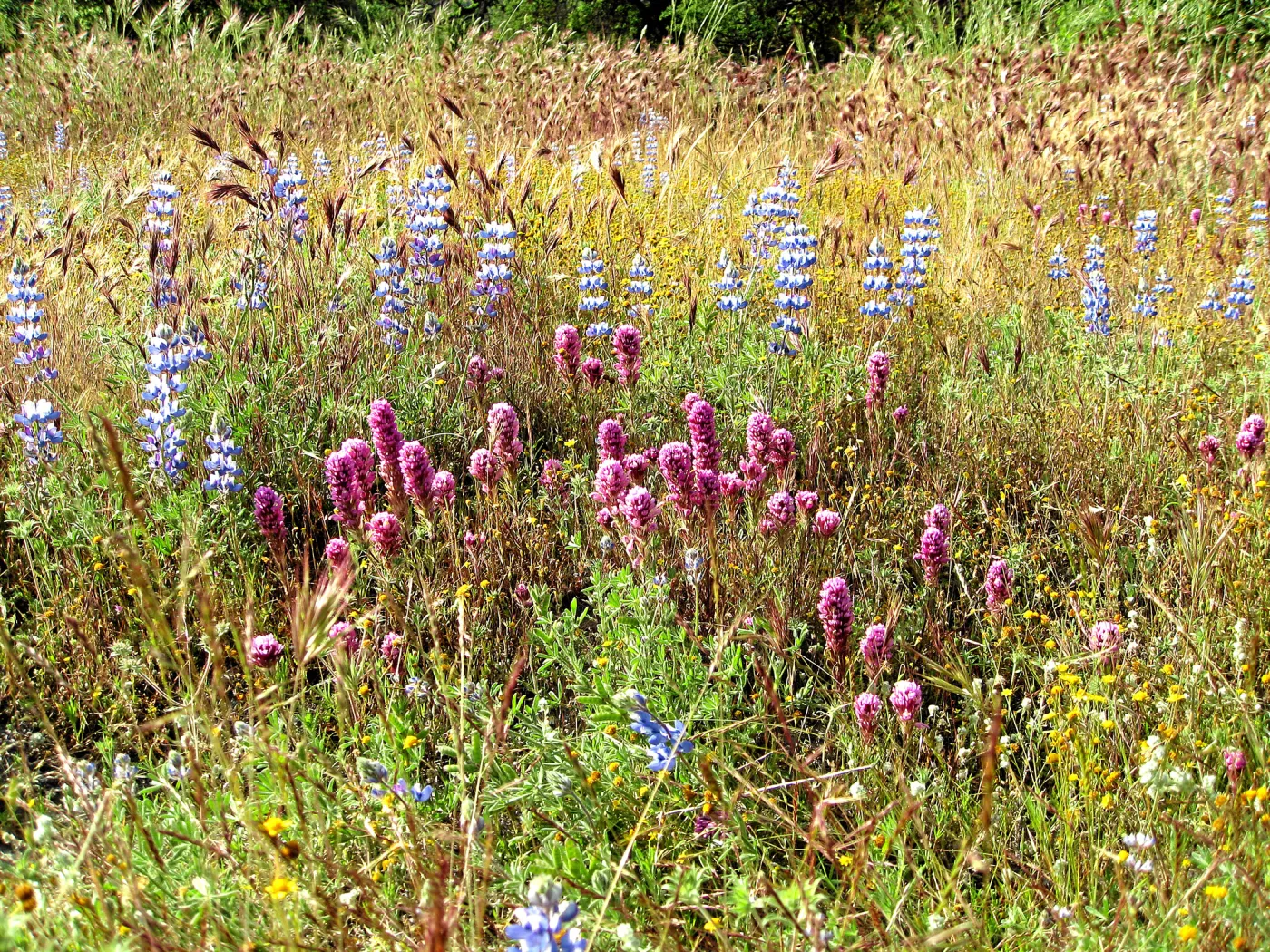 Near jct of Shell Canyon Rd, Hwy 58. Lupines, Owl's clover