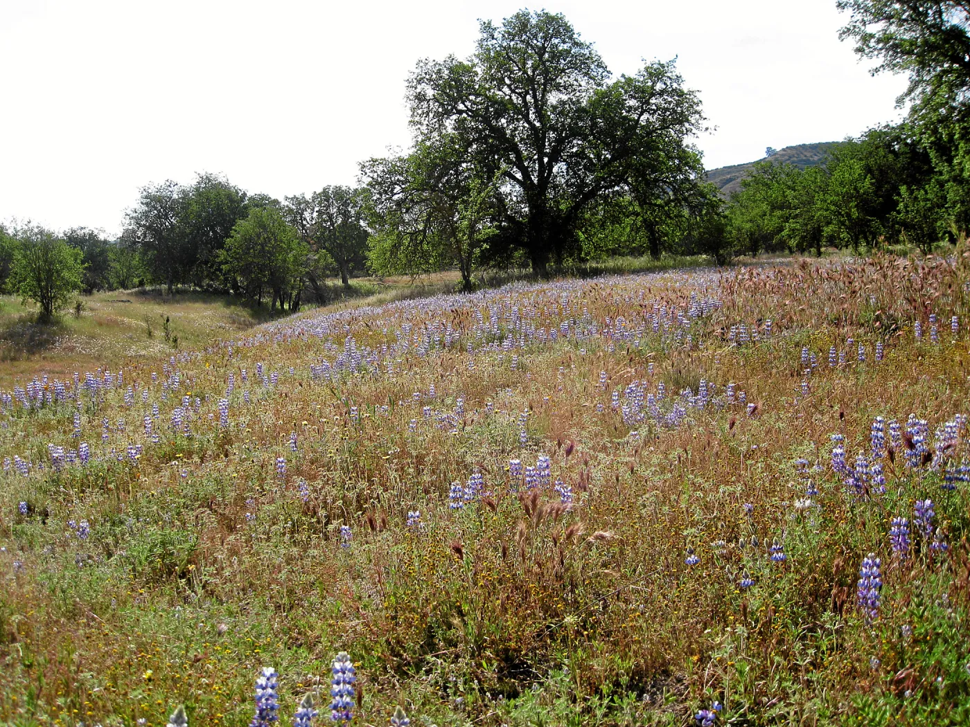 Near jct of Shell Canyon Rd, Hwy 58. Lupines