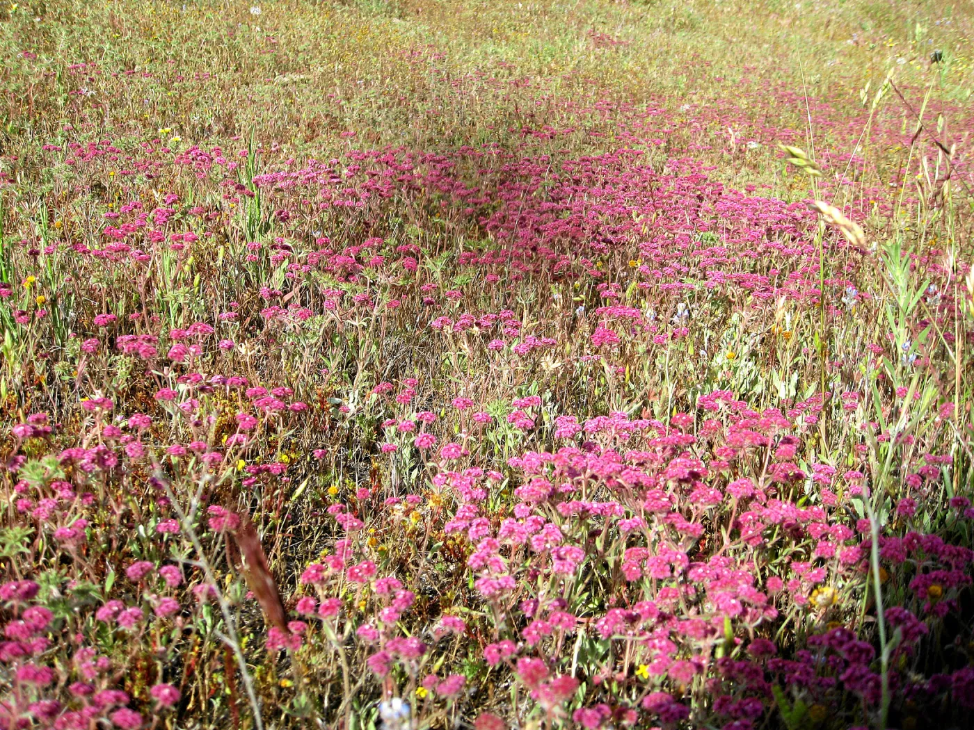 Near jct of Shell Canyon Rd, Hwy 58. Chorizanthe staticoides