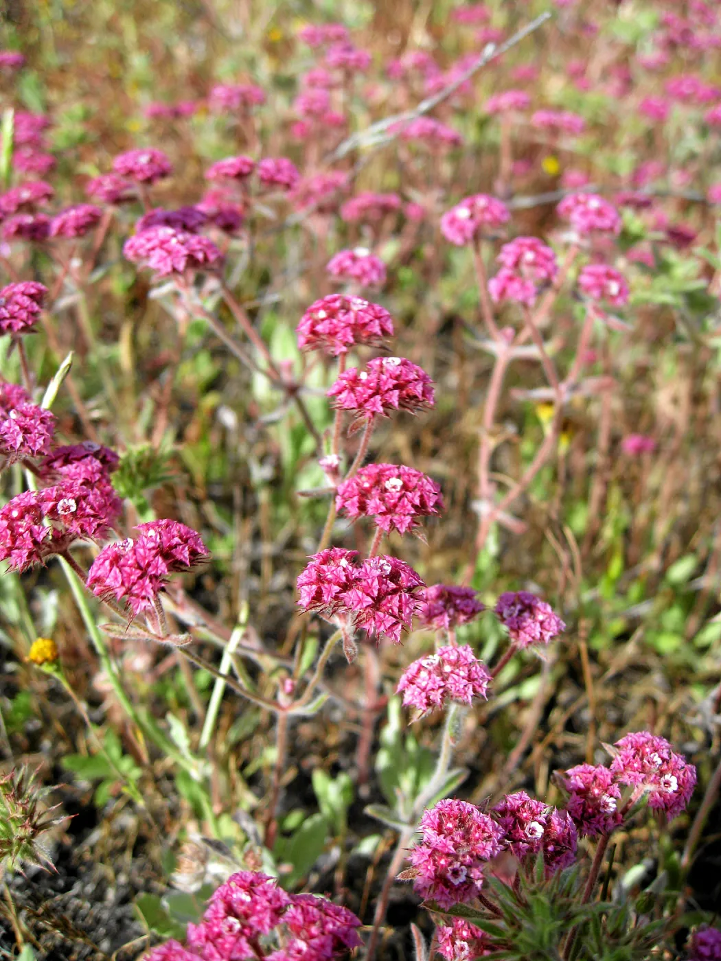 Near jct of Shell Canyon Rd, Hwy 58. Chorizanthe staticoides