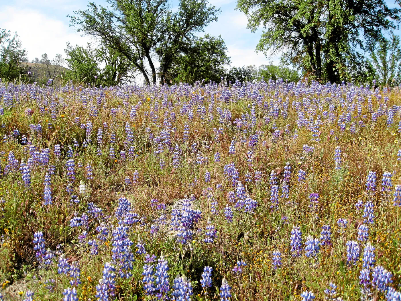Near jct of Shell Canyon Rd, Hwy 58. Lupines
