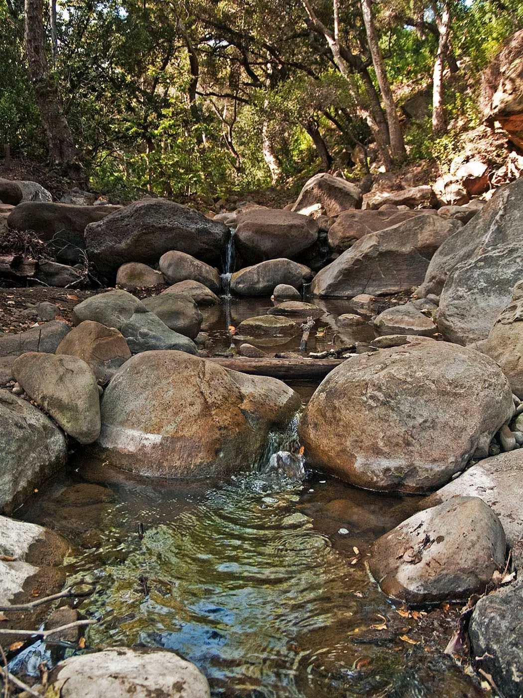 Mission Creek, National Public Gardens Day, tour at SBBG