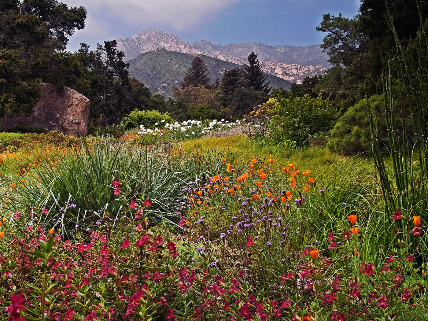 Meadow in bloom, National Public Gardens Day, tour at SBBG