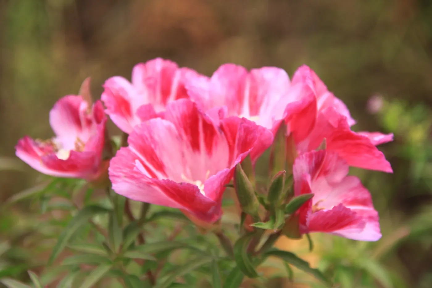 SBBG Wildflowers 2012, ï¿½DeniseDewirePhotography (Farewe;;-to-Spring) 