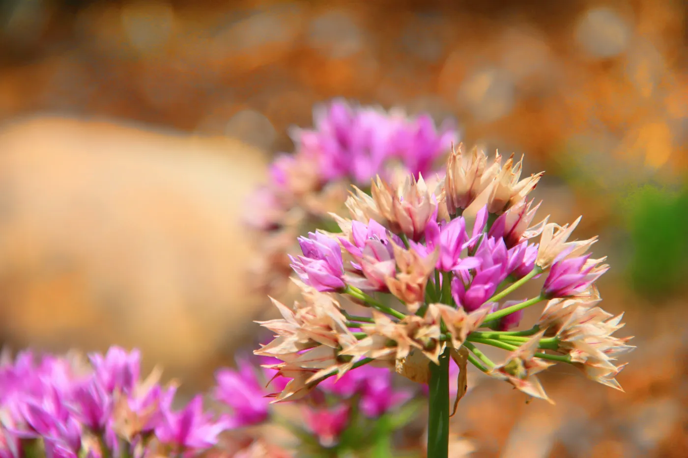 SBBG Wildflowers 2012, Â©DeniseDewirePhotography