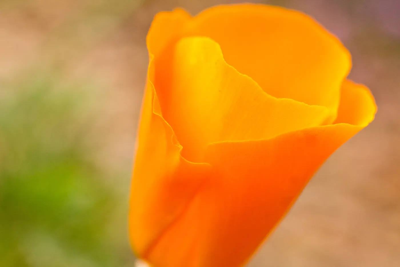 SBBG wildflowers 2012, Â©Denise Dewire (California Poppy)