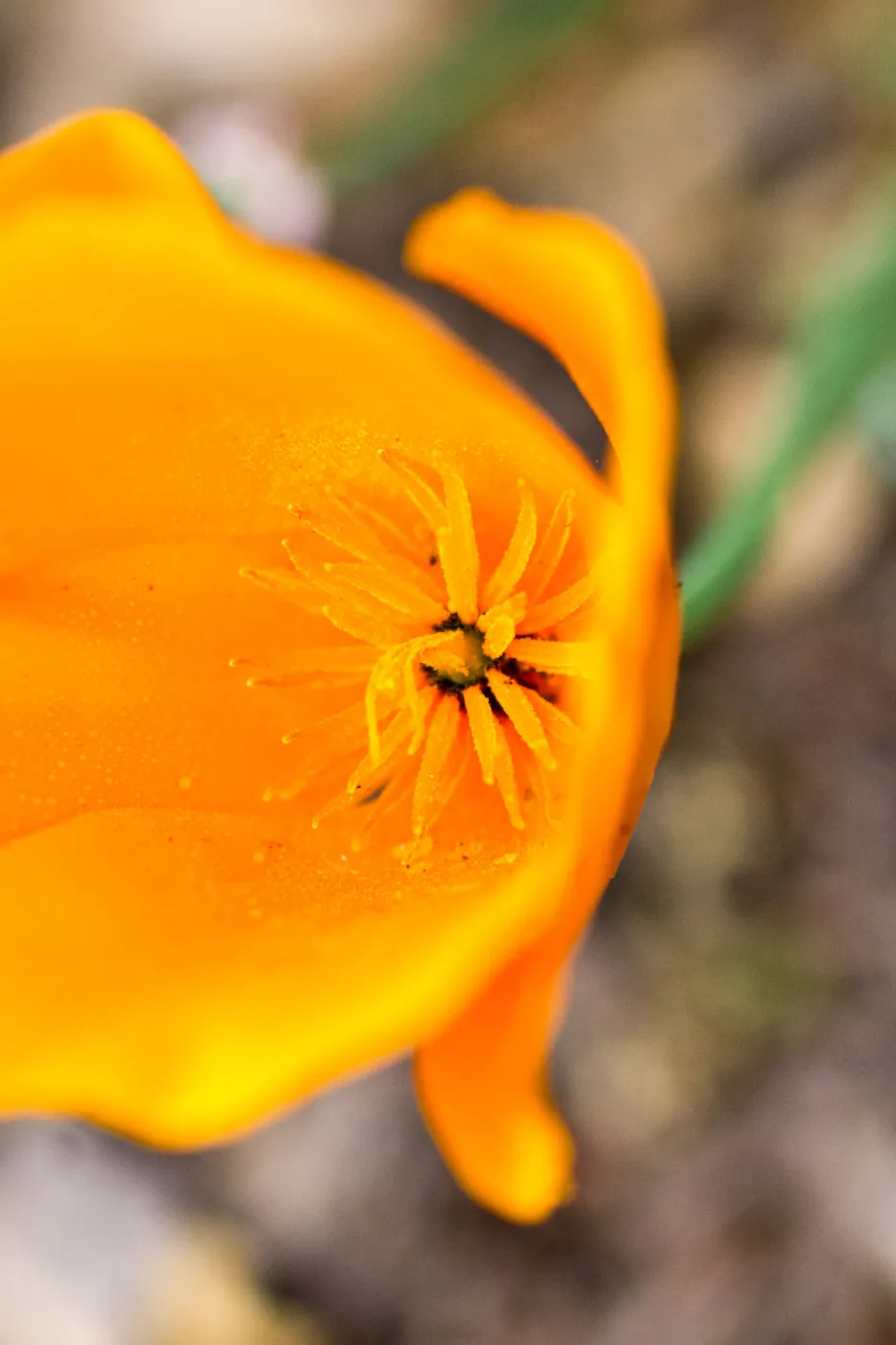 SBBG wildflowers 2012, Â©Denise Dewire (California Poppy)