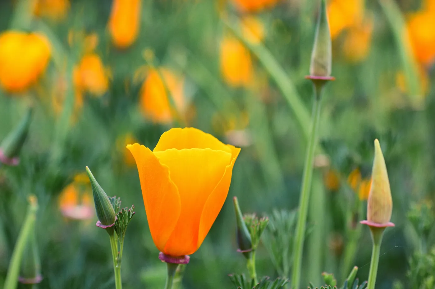 SBBG wildflowers 2012, Â©Denise Dewire (California Poppy)