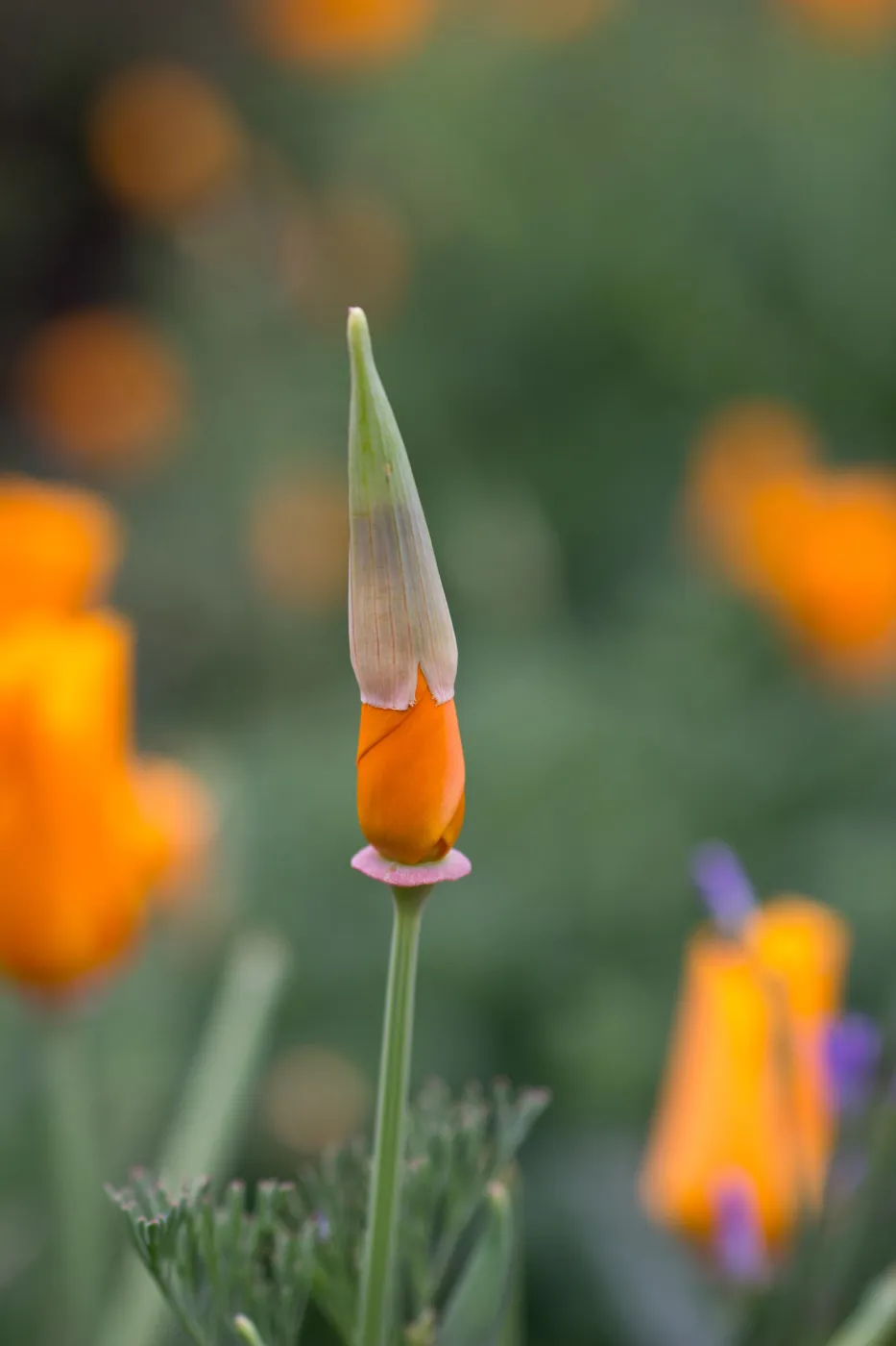 SBBG wildflowers 2012, Â©Denise Dewire (California Poppy)