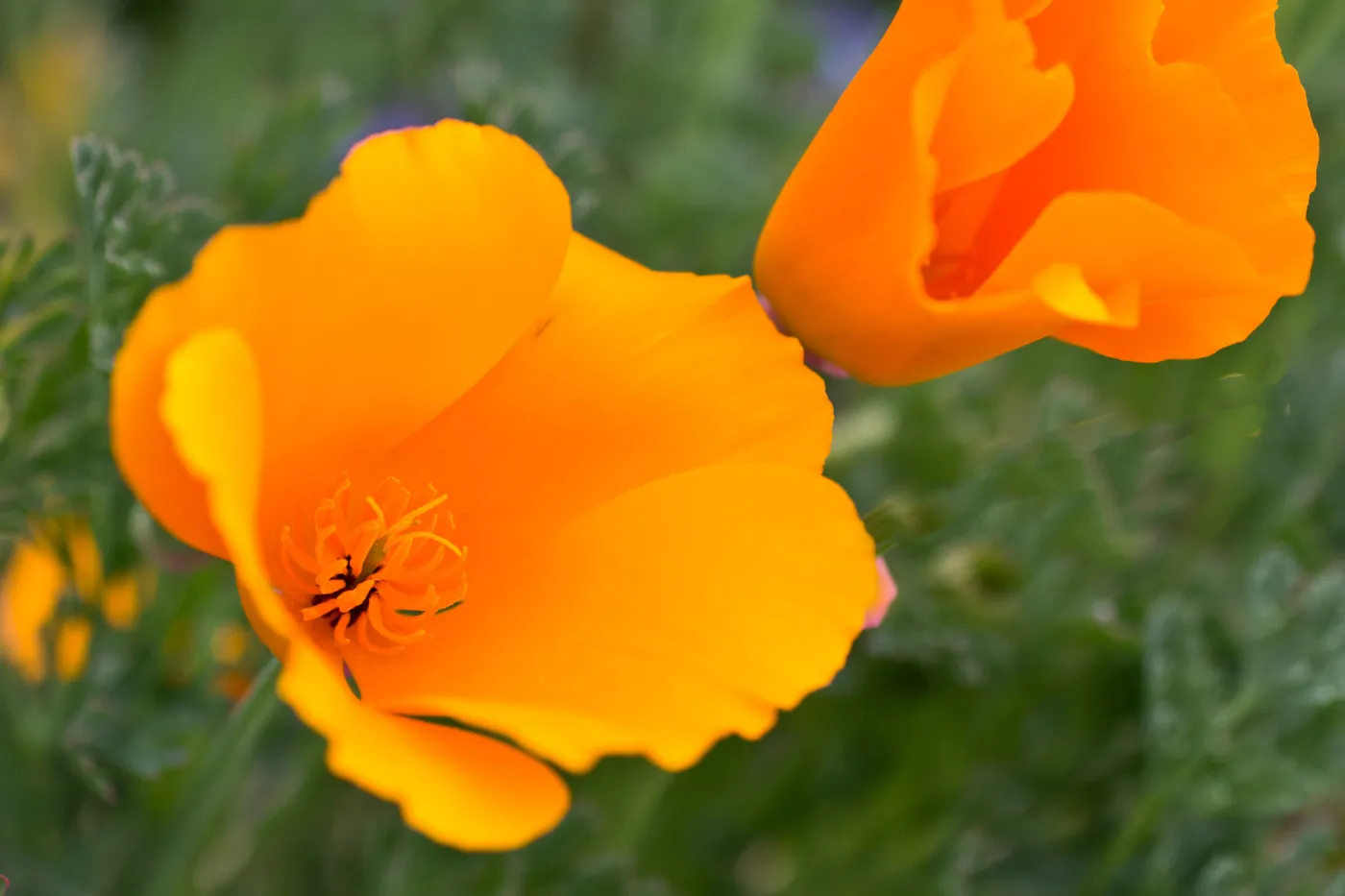 SBBG wildflowers 2012, Â©Denise Dewire (California Poppy)