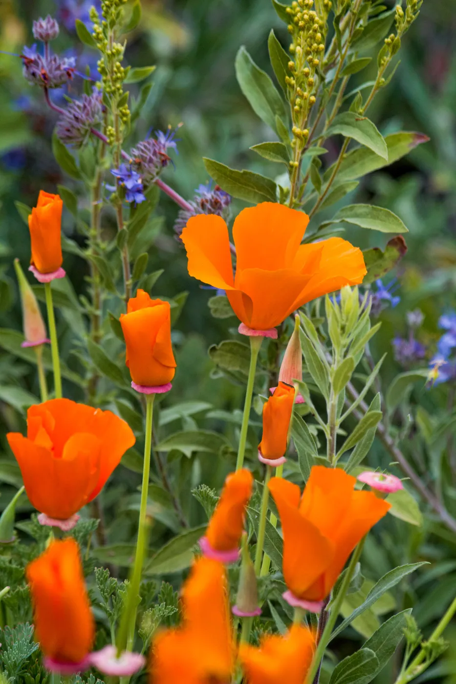 SBBG wildflowers 2012, Â©enise Dewire Sage California Poppy