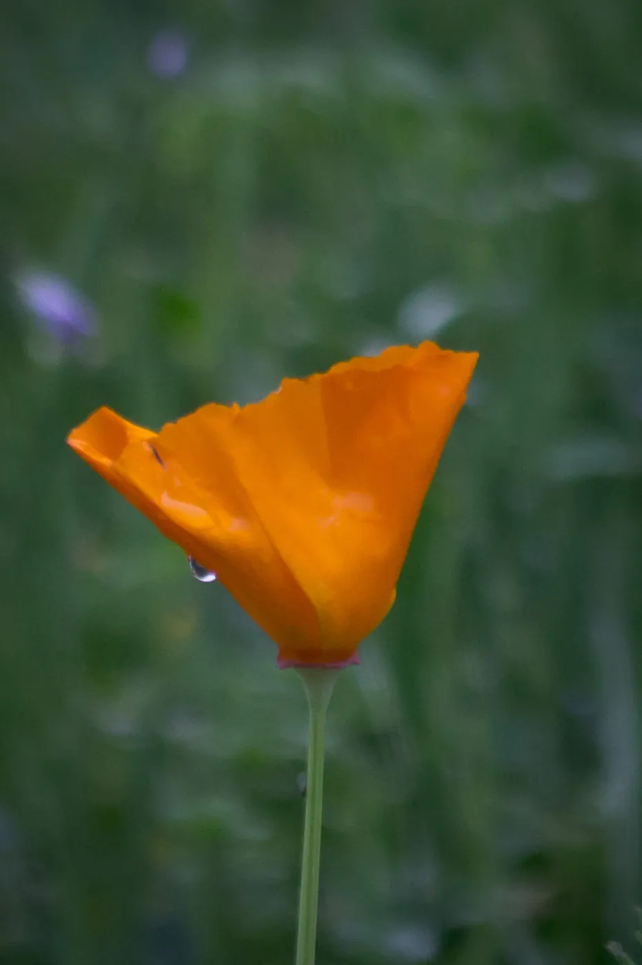 SBBG wildflowers 2012, Â©Denise Dewire
