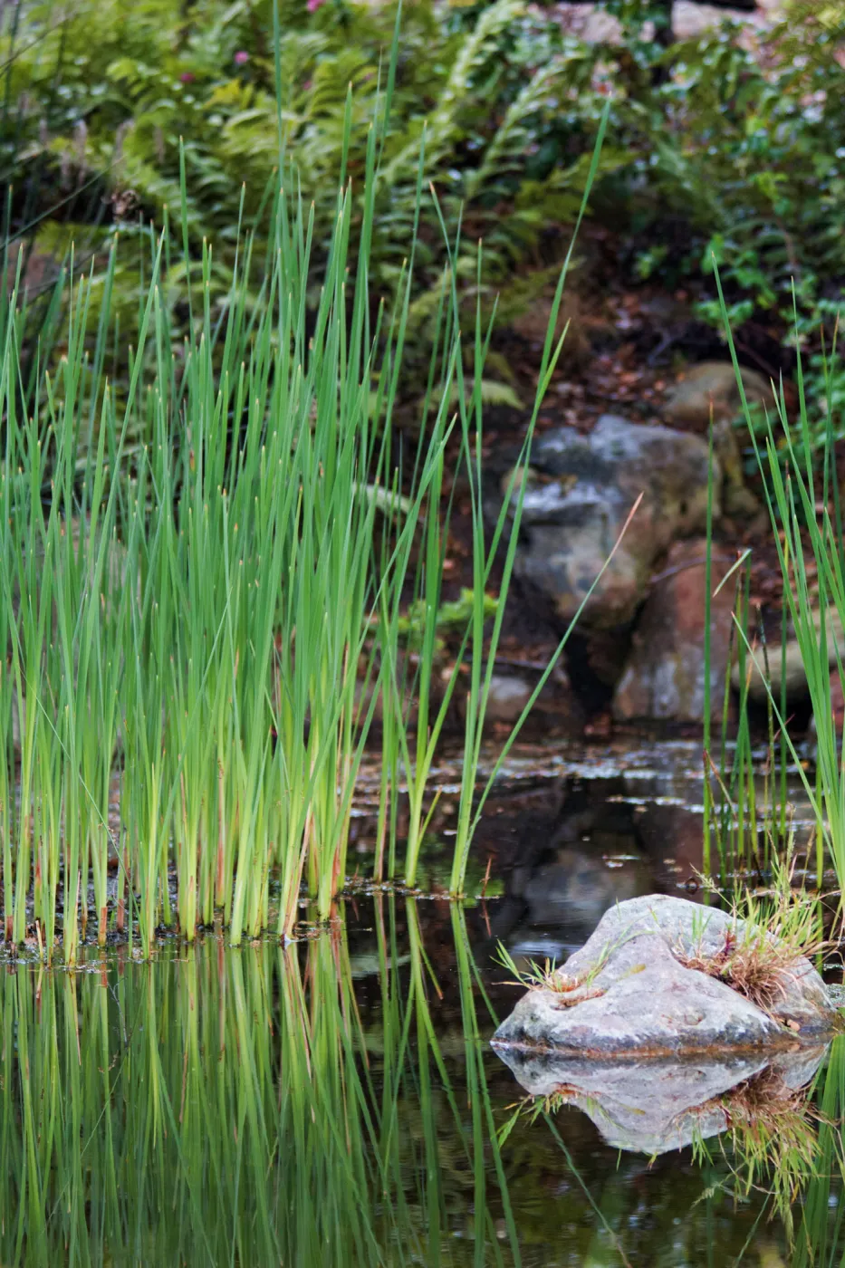 SBBG wildflowers 2012, Â©Denise Dewire