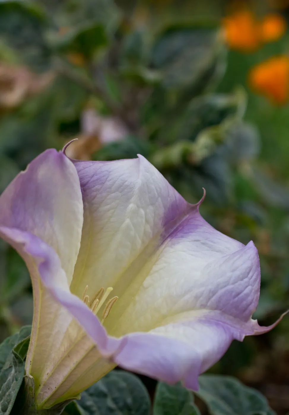 SBBG wildflowers 2012, Â©Denise Dewire