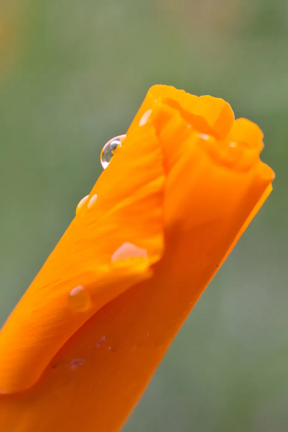 SBBG wildflowers 2012, Â©Denise Dewire