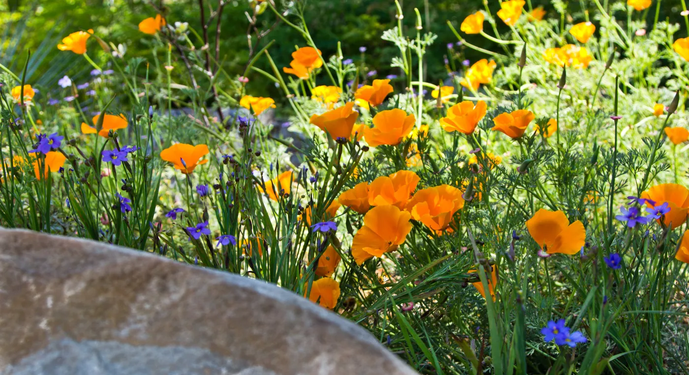 SBBG Wildflowers, Â©DeniseDewirePhotography