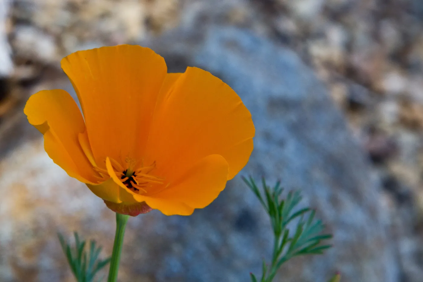 SBBG Wildflowers, Â©DeniseDewirePhotography