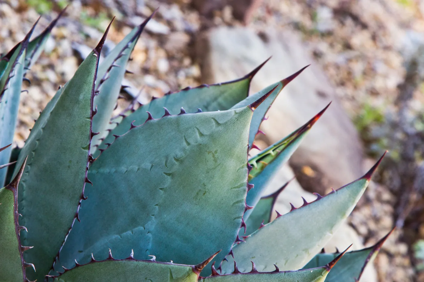 SBBG Wildflowers, Â©DeniseDewirePhotography (Century Plant)