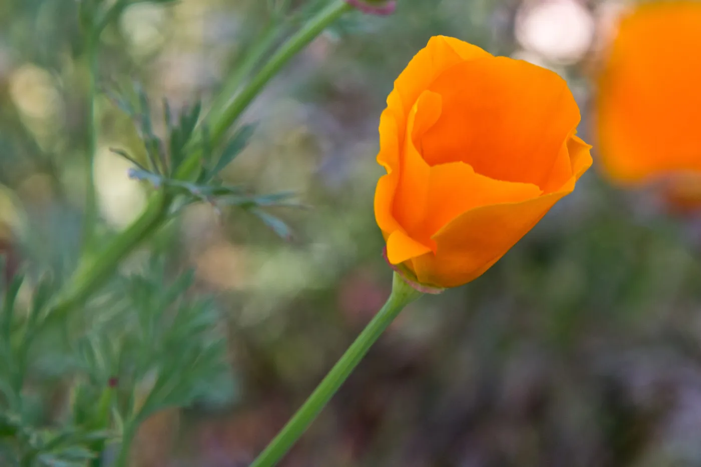 SBBG Wildflowers, Â©DeniseDewirePhotography