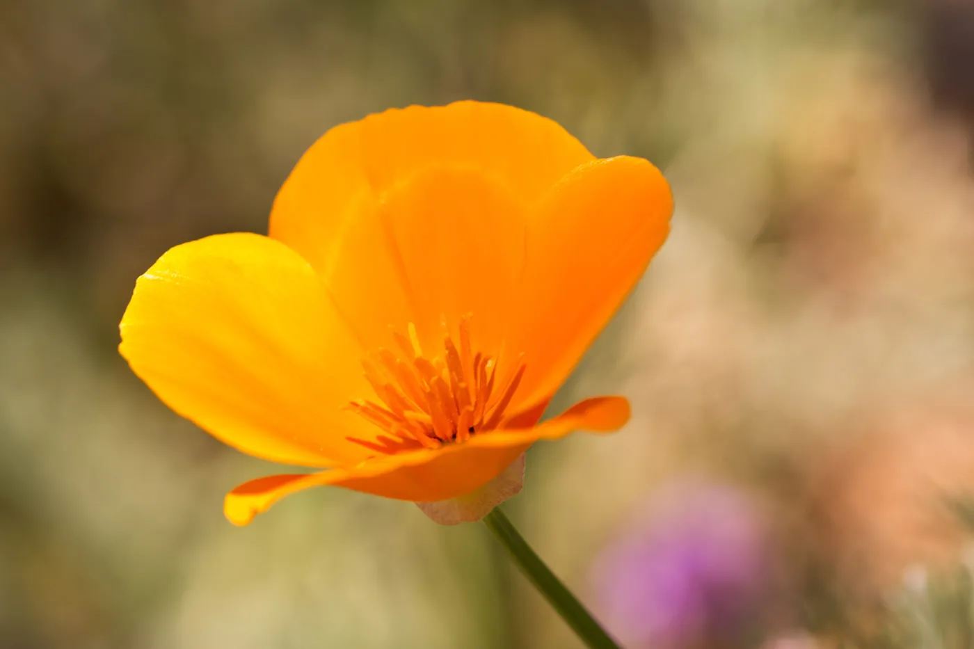 SBBG Wildflowers, Â©DeniseDewirePhotography