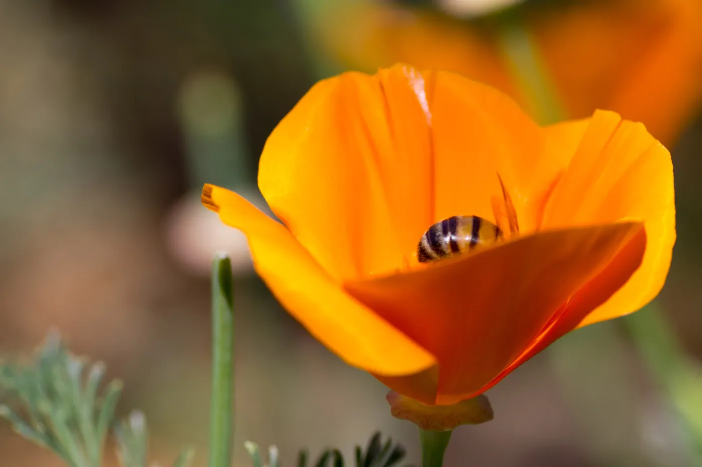 SBBG Wildflowers, Â©DeniseDewirePhotography