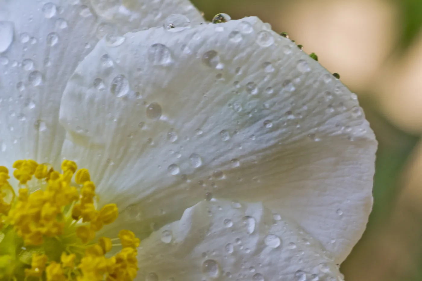 SBBG Wildflowers, Â©DeniseDewirePhotography