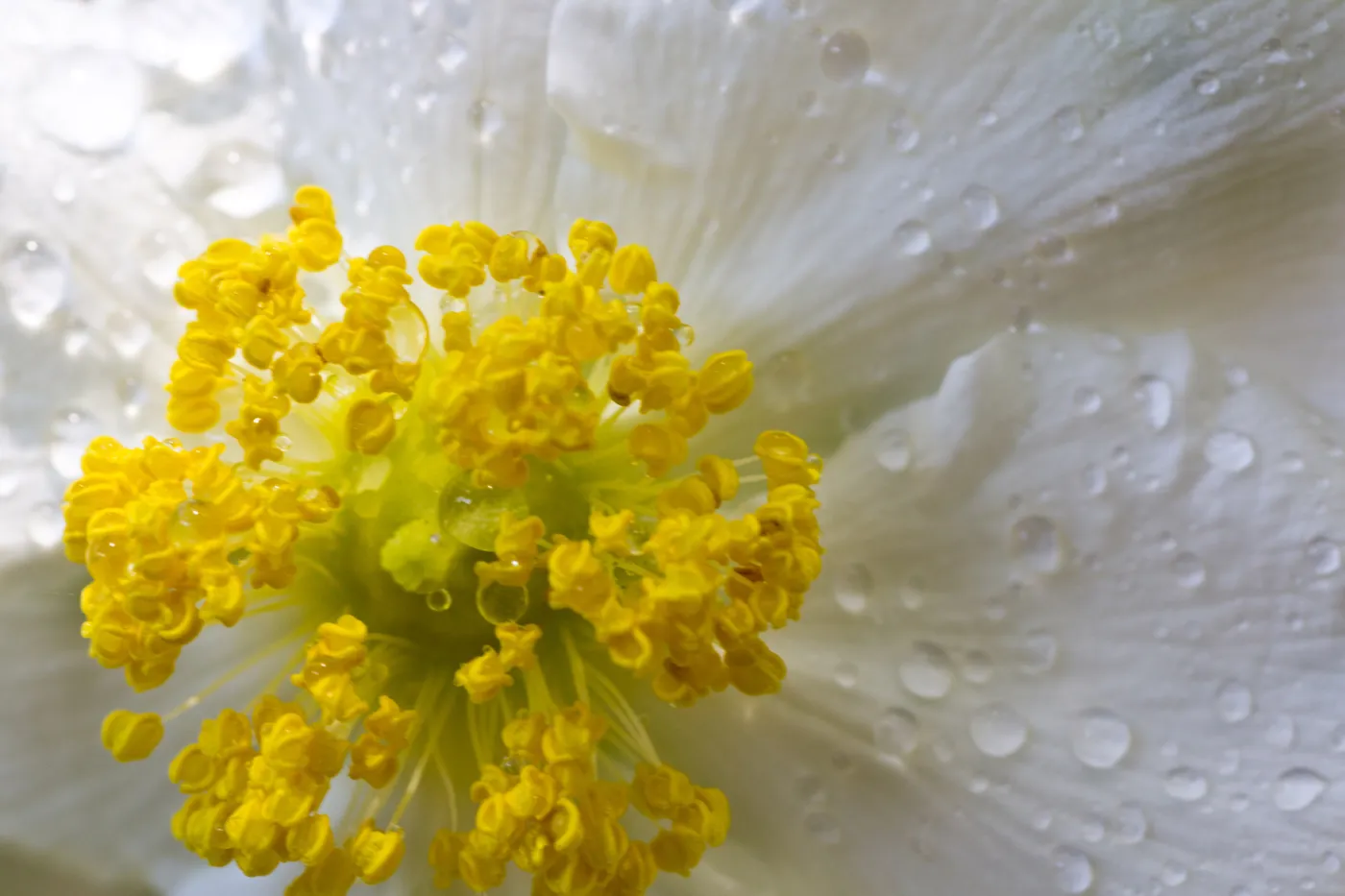 SBBG Wildflowers, Â©DeniseDewirePhotography