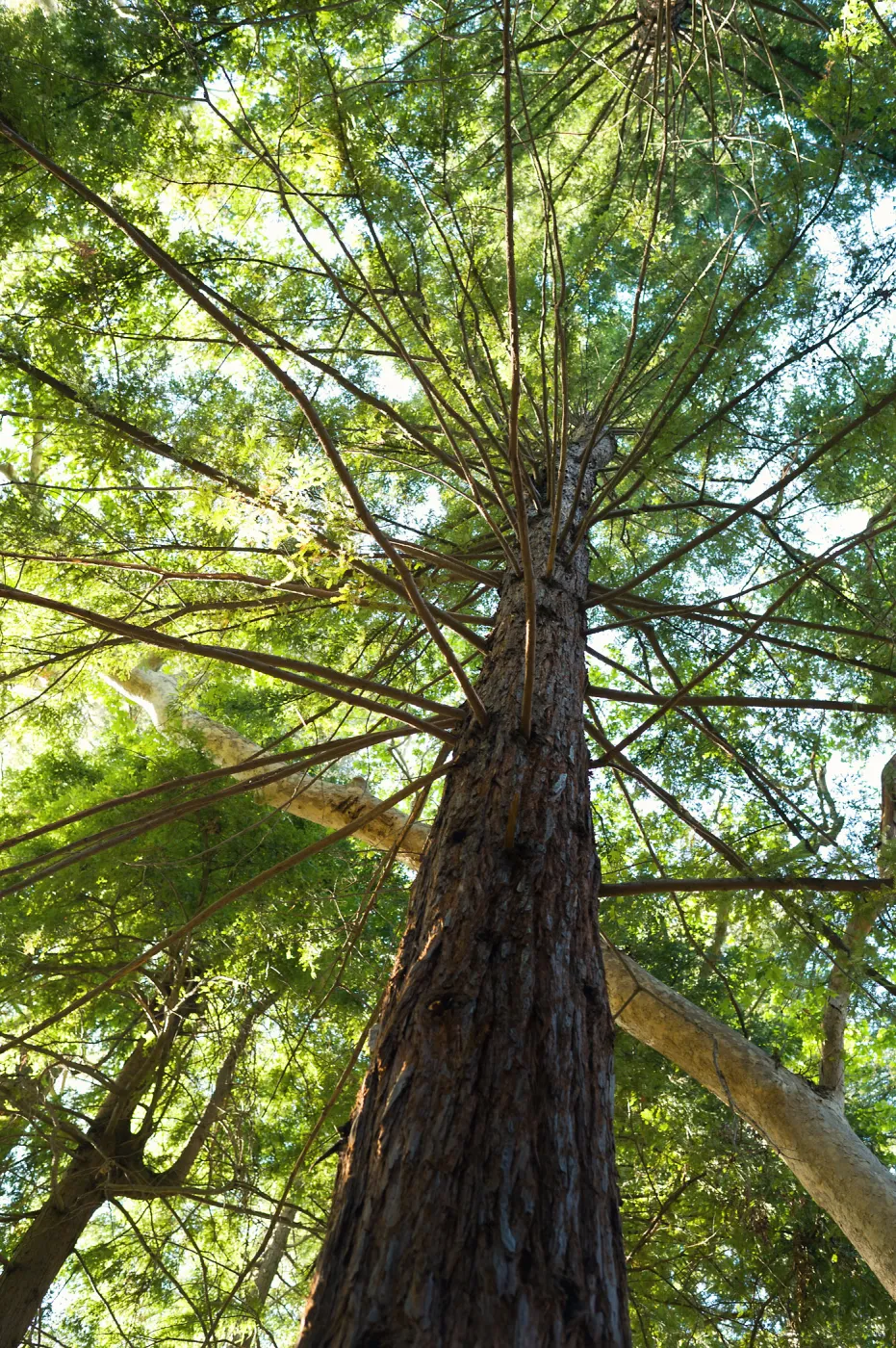 Redwood Section, SBBG Spring 2012, Â©ZstheDayPhotography (Coast Redwood)