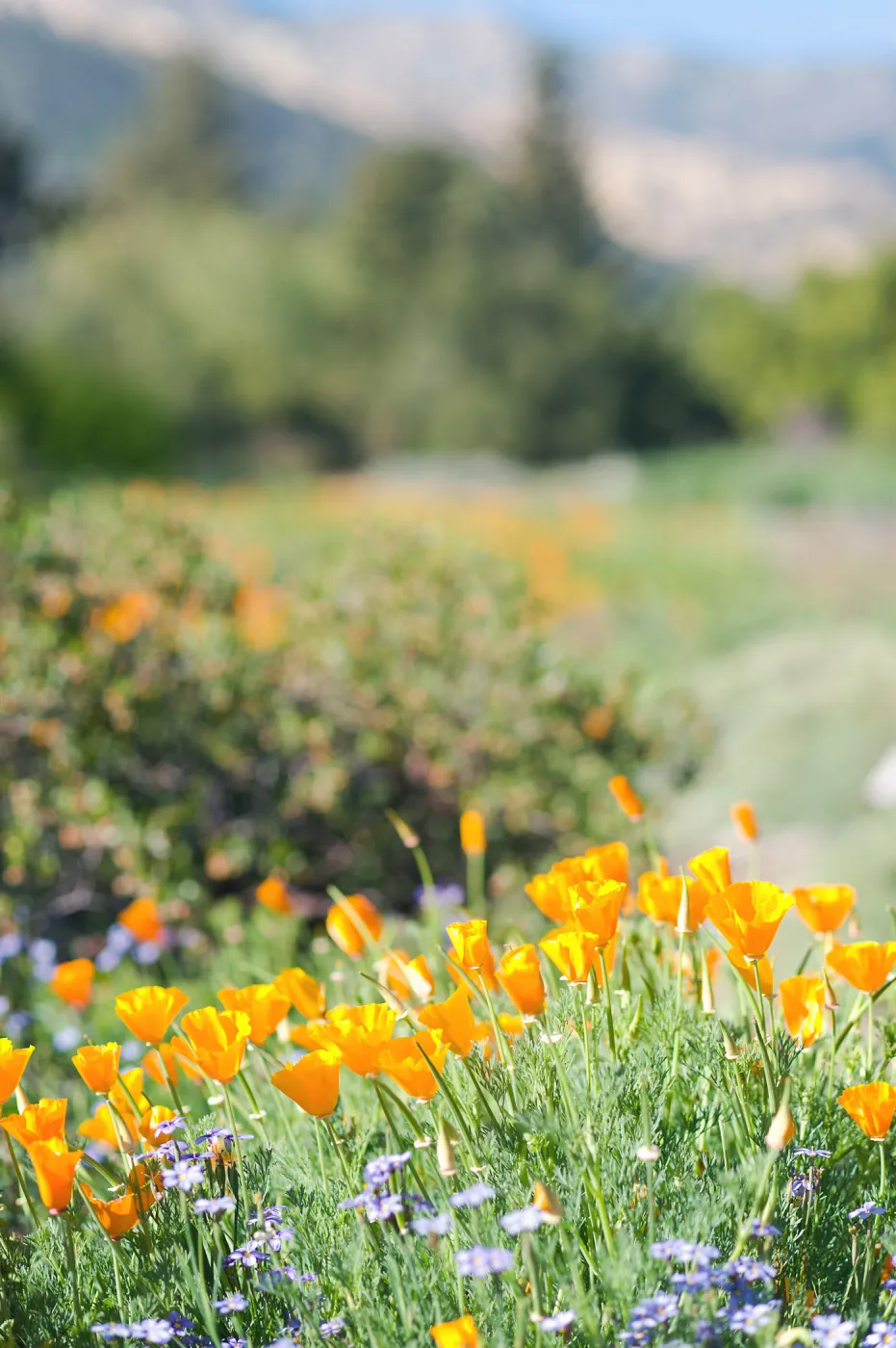 SBBG Spring 2012, Â©ZstheDayPhotography