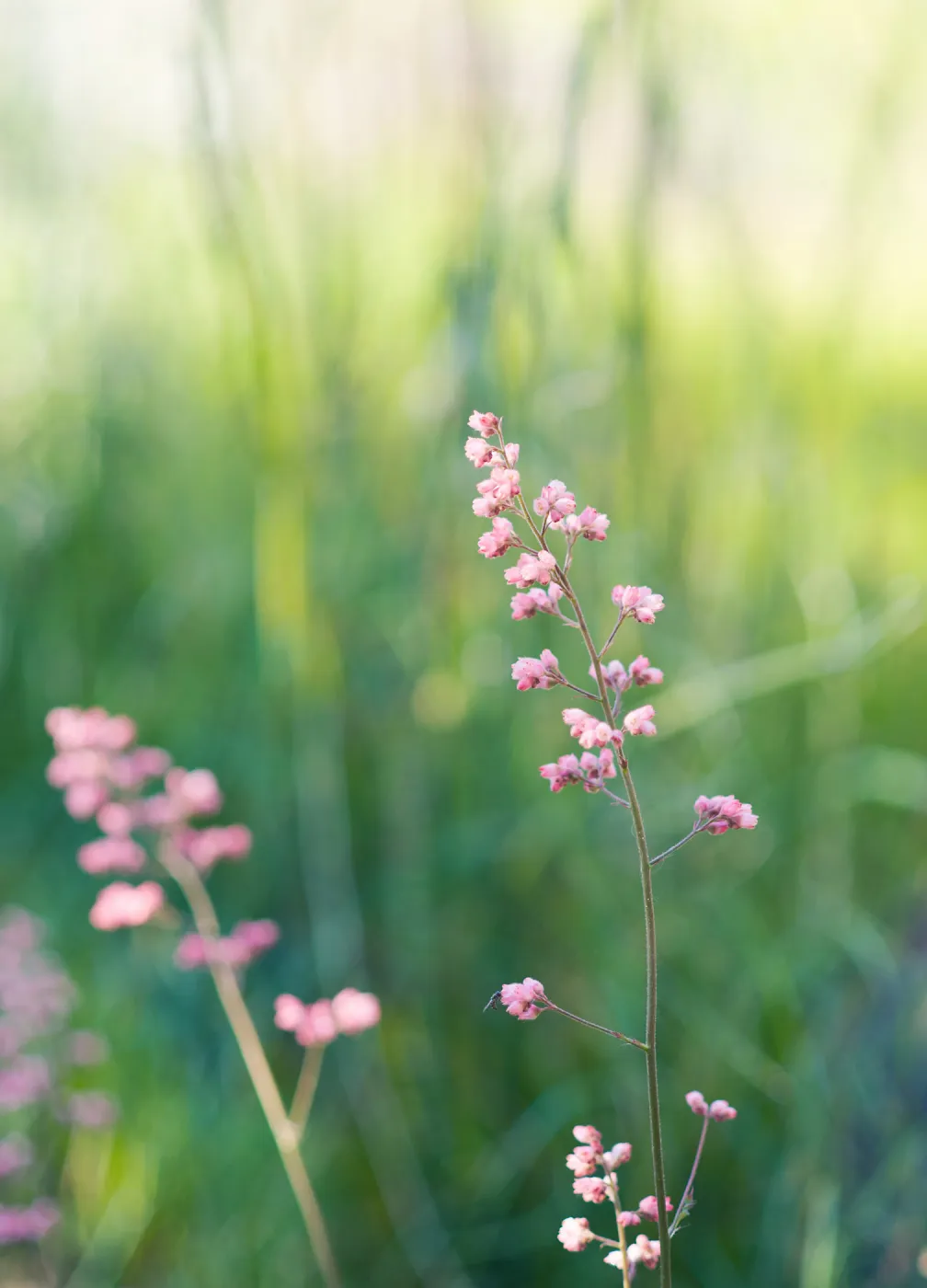SBBG Spring 2012, Â©ZstheDayPhotography