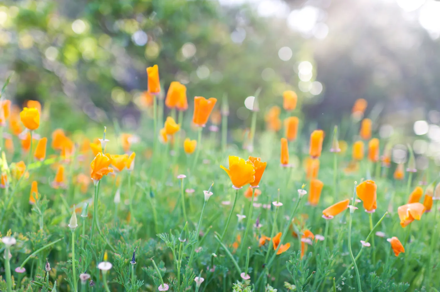 SBBG Spring 2012, Â©ZstheDayPhotography