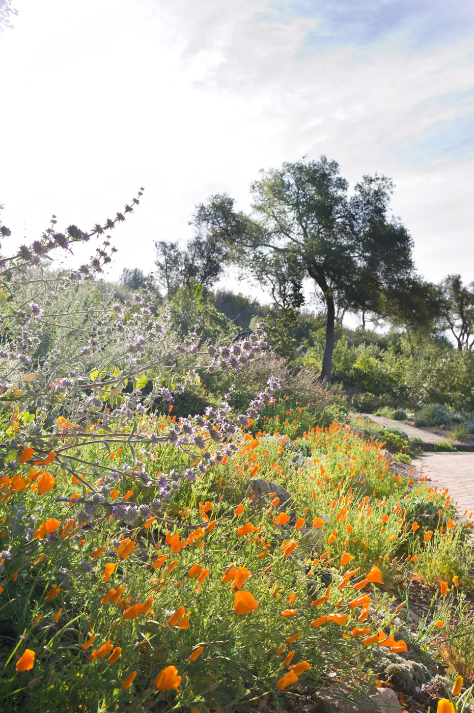 SBBG Spring 2012, Â©ZstheDayPhotography