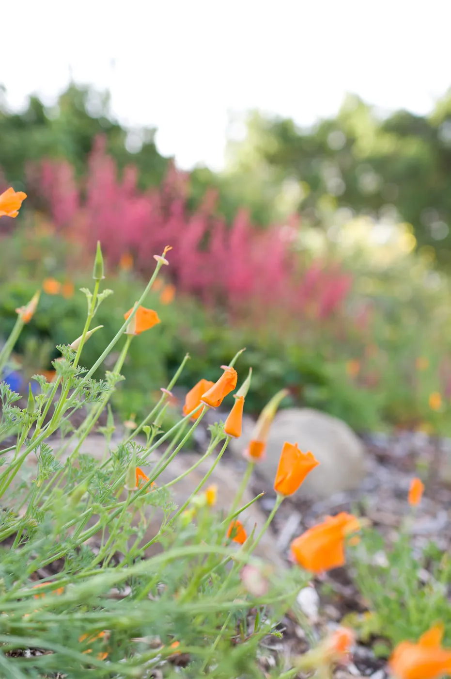 SBBG Spring 2012, Â©ZstheDayPhotography