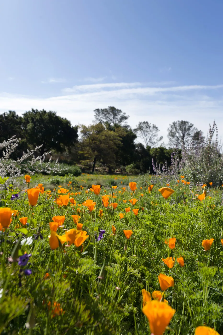 SBBG Spring 2012, Â©ZstheDayPhotography