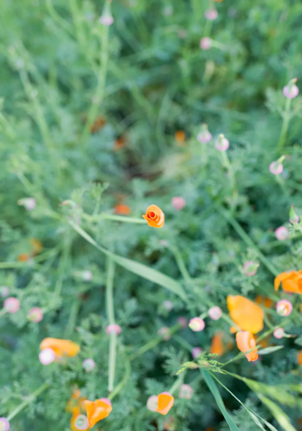 SBBG Spring 2012, Â©ZstheDayPhotography