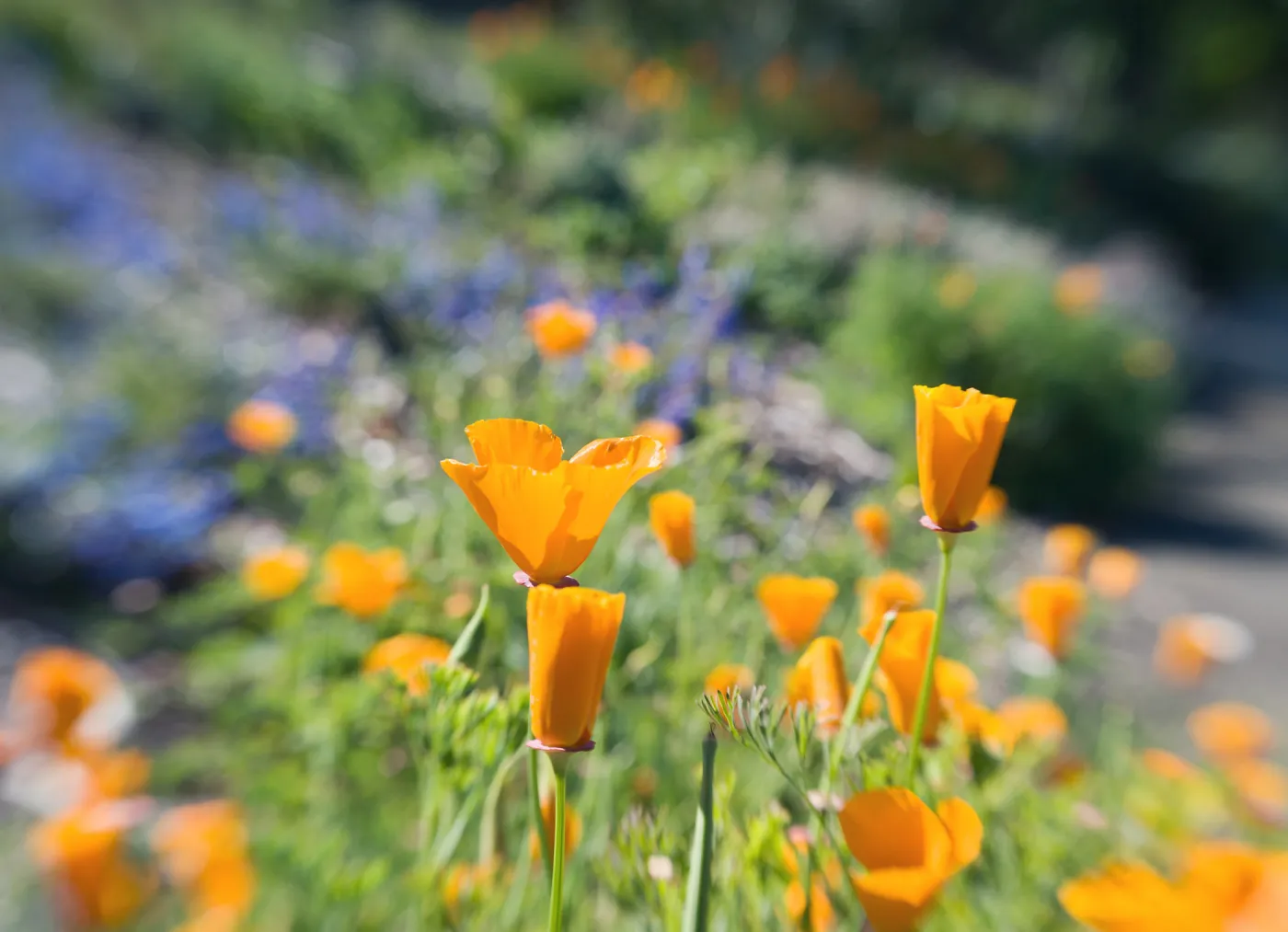 SBBG Spring 2012, Â©ZstheDayPhotography