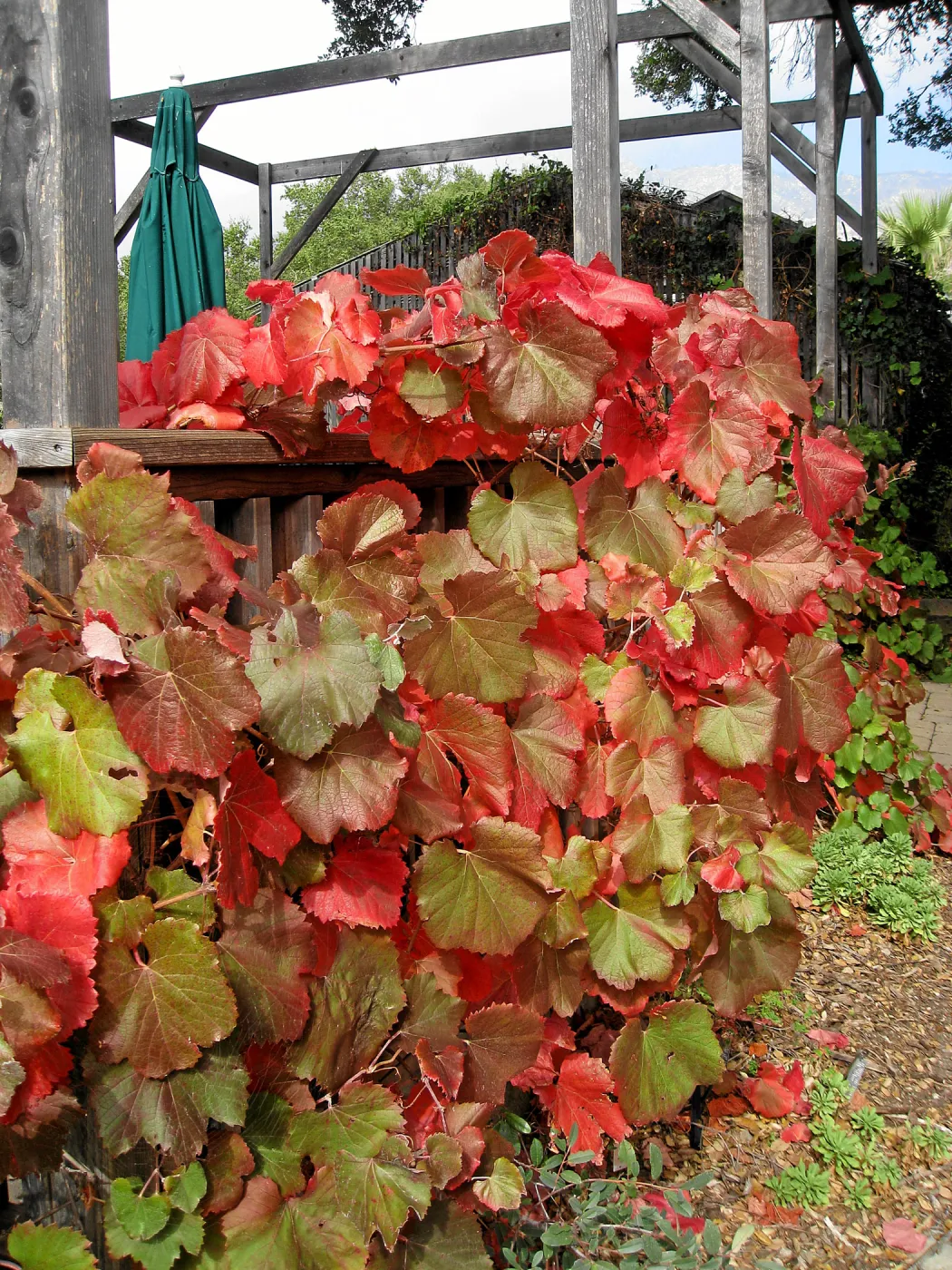 Vitis 'Rogers Red' on courtyard terrace