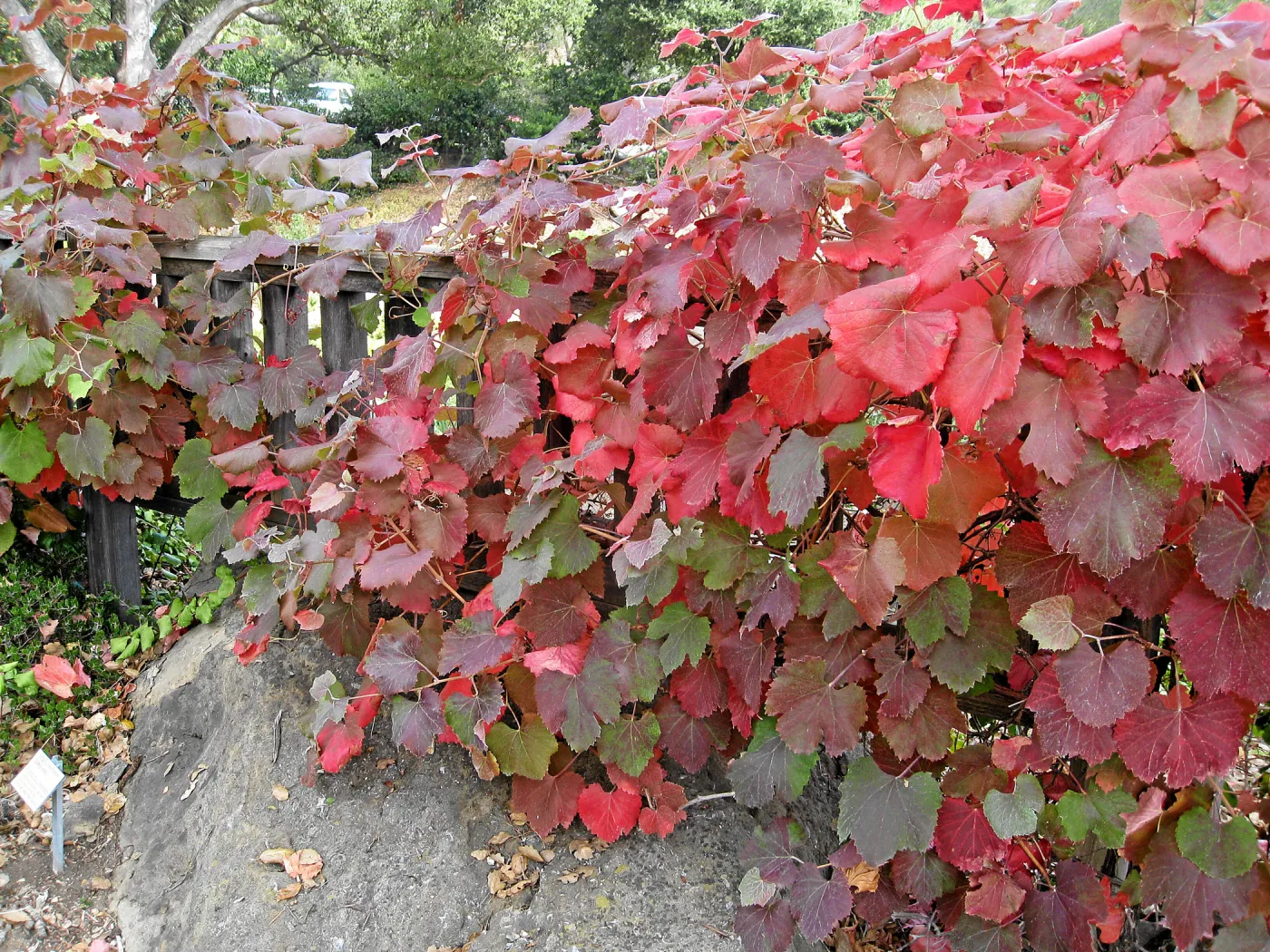 Vitis 'Walker Ridge' at Home Demonstration Garden