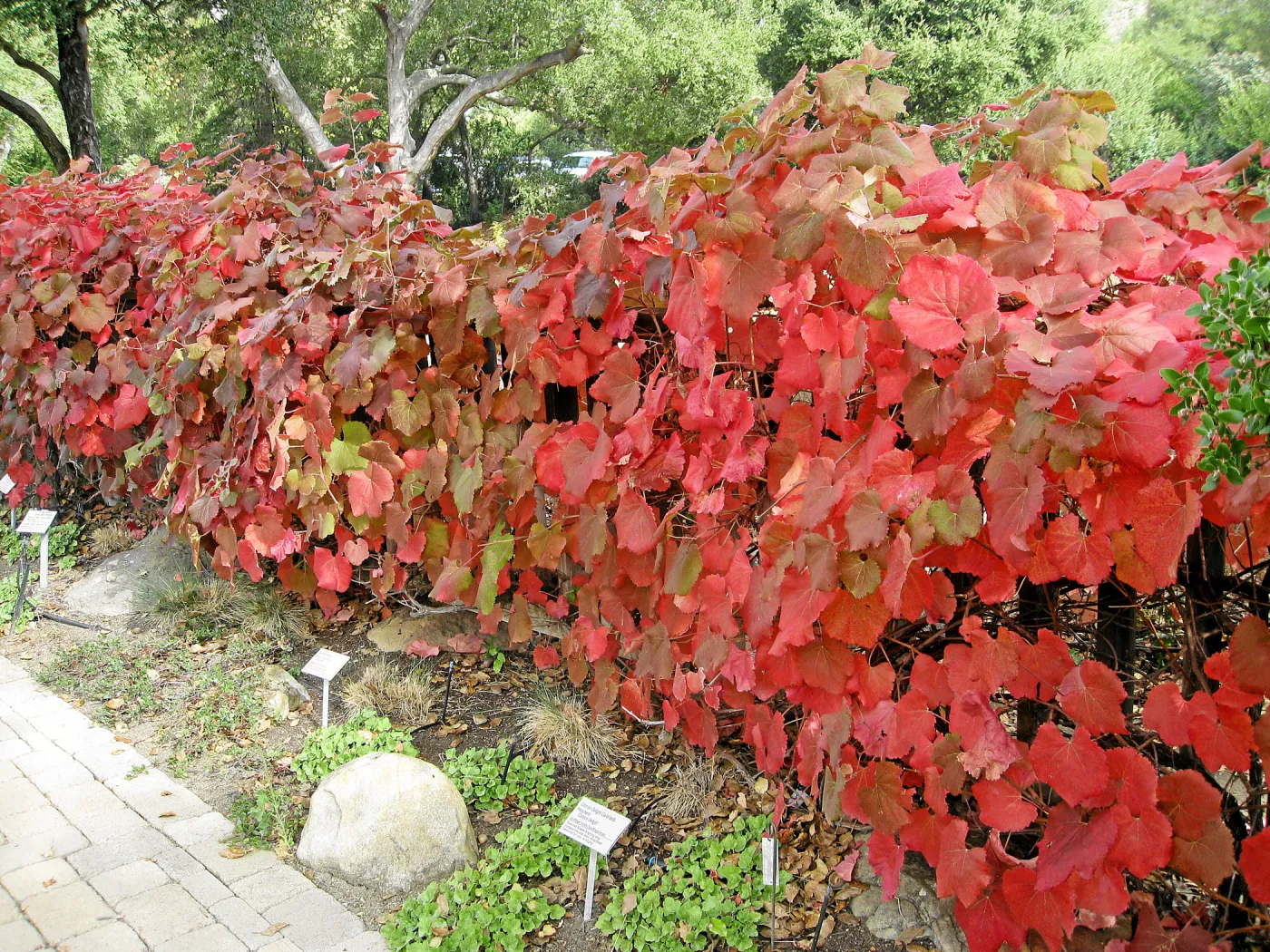 Vitis 'Rogers Red' and 'Walker Ridge' at Home Demonstration Garden
