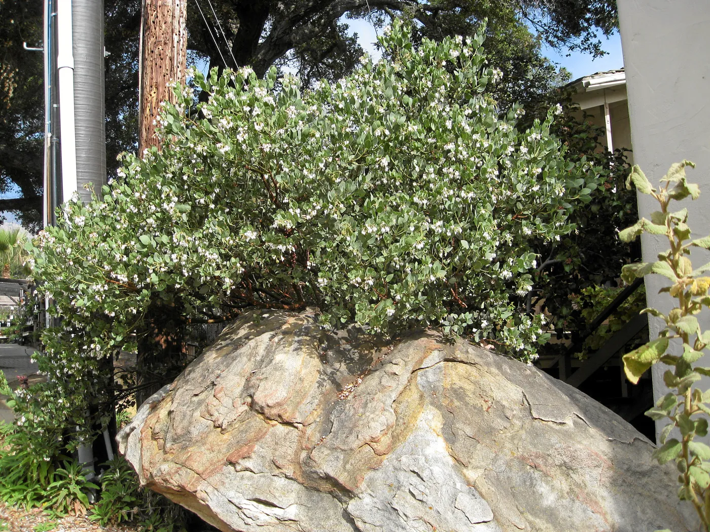 Arctostaphylos glauca next to the Herbarium building
