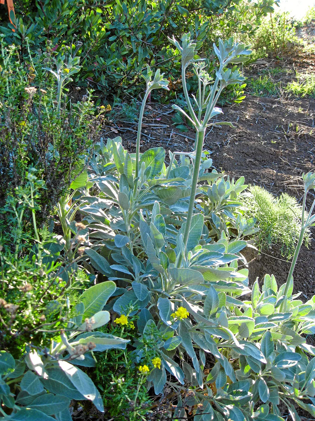 Erigonum giganteum compactum on Porter Trail