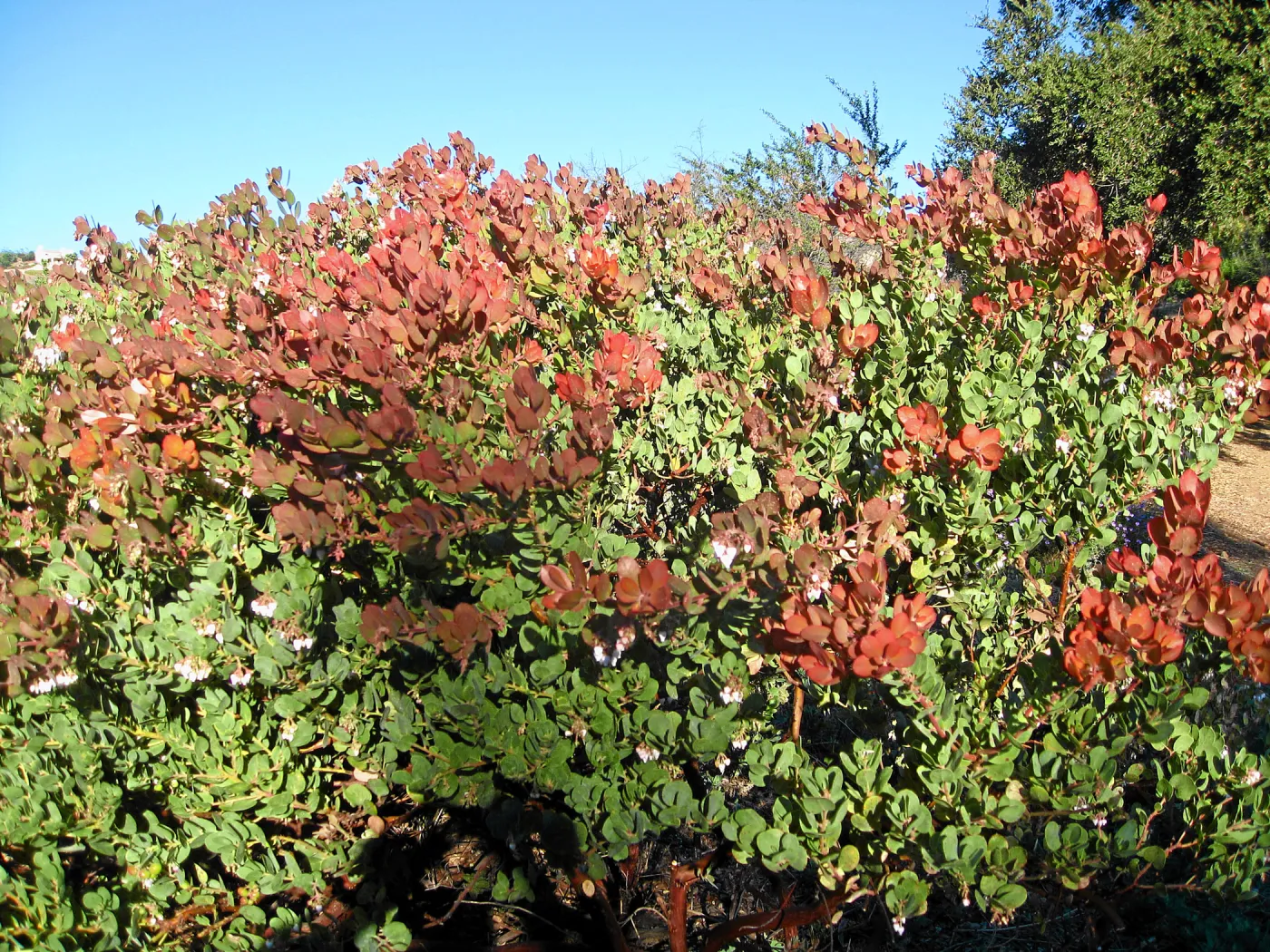 Arctostaphylos Canyon Blush on PorterTrail ridge