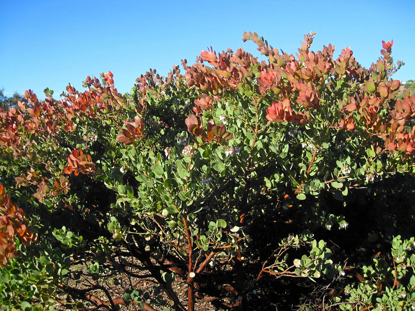 Arctostaphylos Canyon Blush on PorterTrail ridge