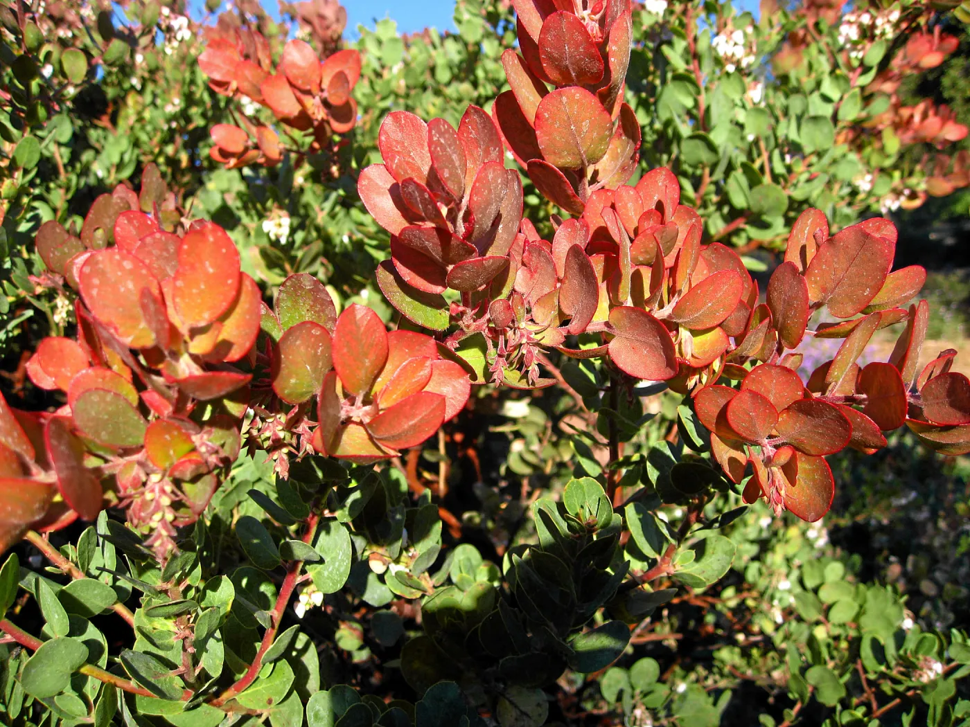 Arctostaphylos Canyon Blush on PorterTrail ridge