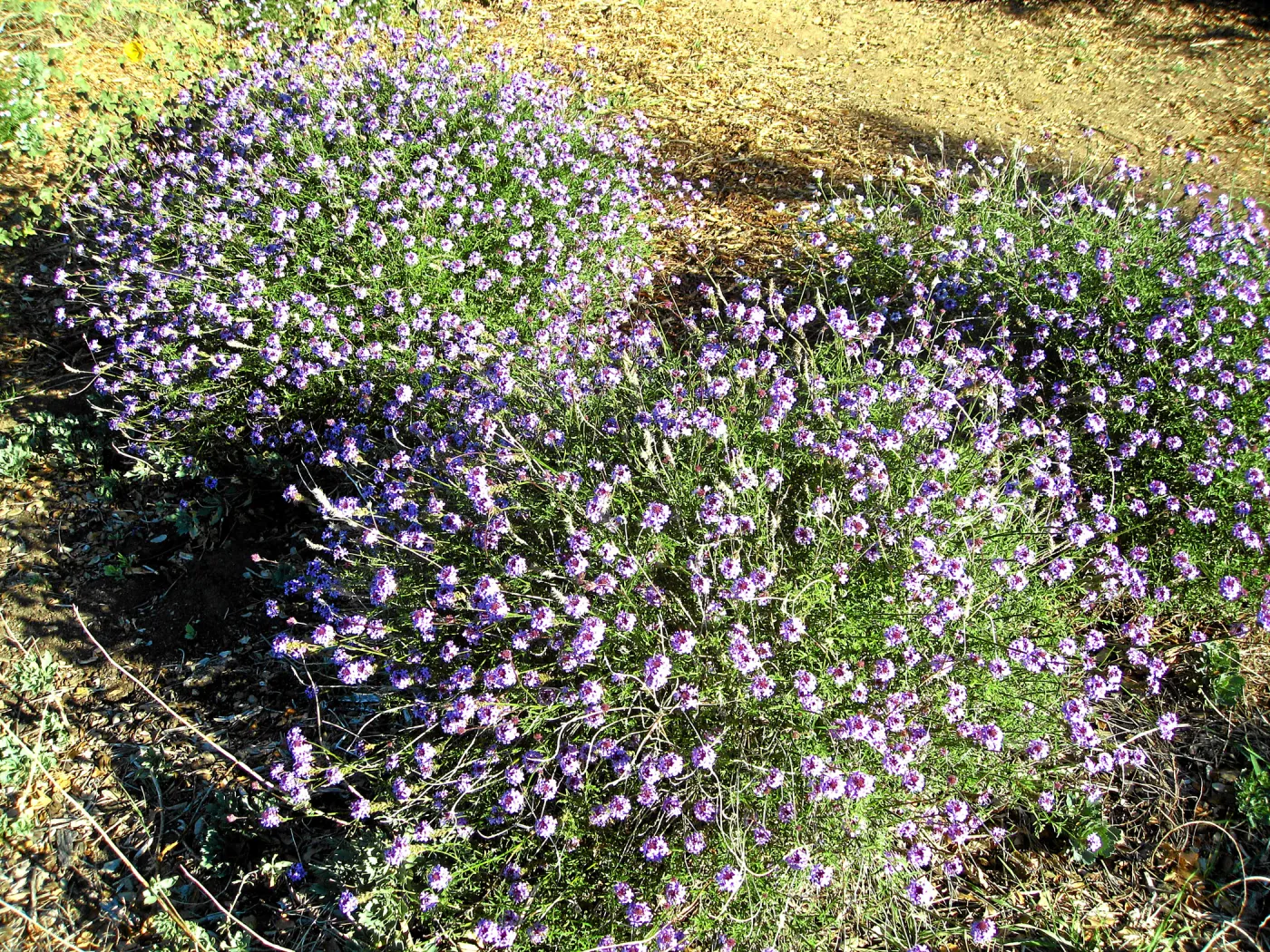 Verbena de la Mina