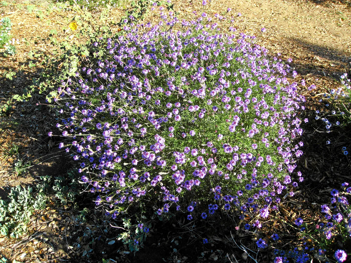 Verbena de la Mina