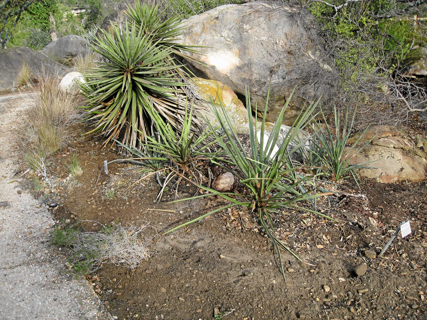 Fallen Mojave yucca (Yucca schidigera) after clean-up