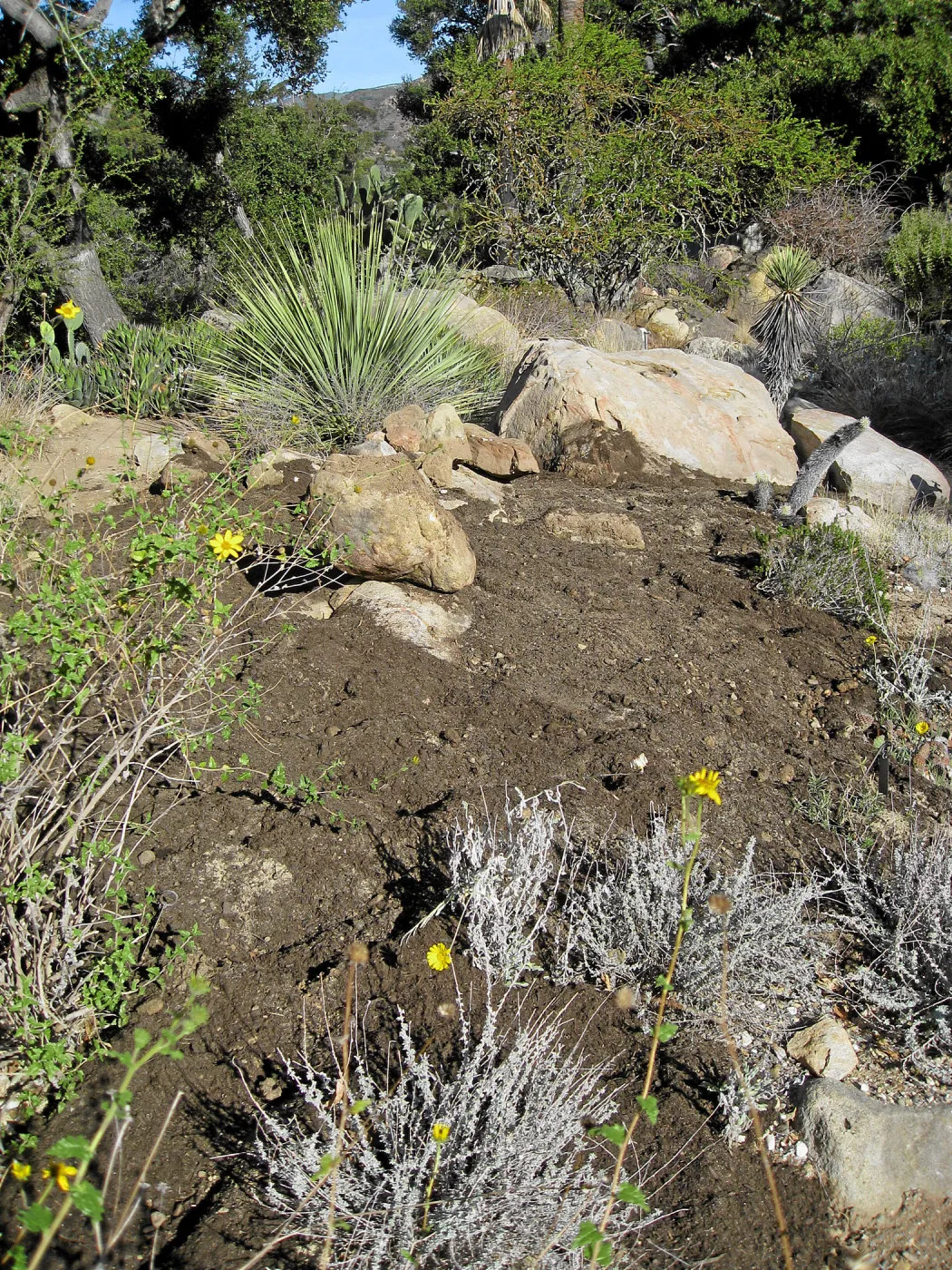 Reworked mound in Desert section before seeding with wildflowers