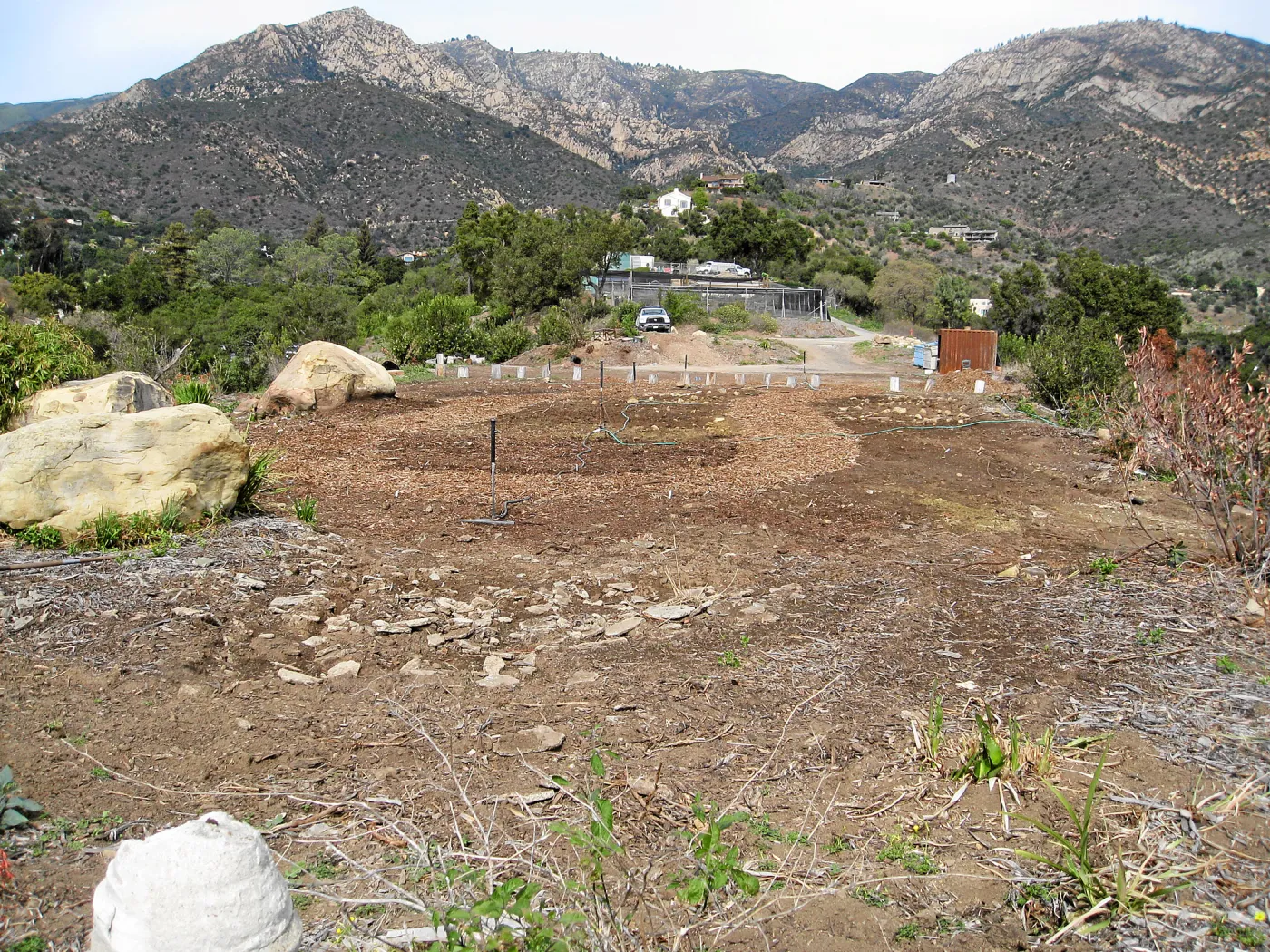 Gane House site seeded to wildflowers